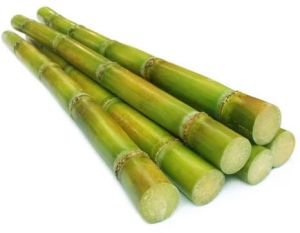 fresh sugarcane