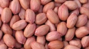 Groundnut Seeds