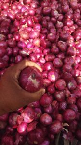 Red Onion