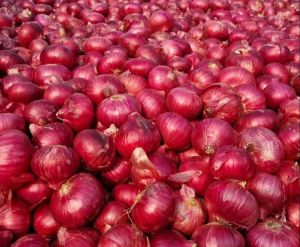 Maharashtra Fresh Red Onion