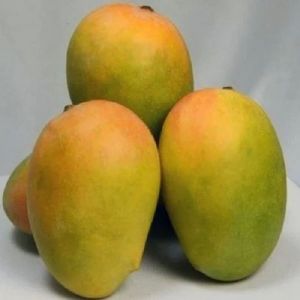 Fresh Kesar Mango