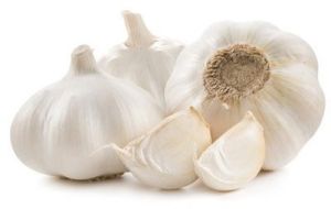 organic fresh garlic