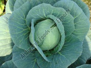 Fresh Cabbage