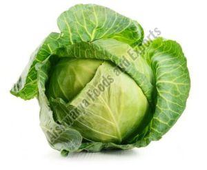 Fresh Organic Cabbage