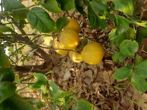 Organic Seedless Lemon