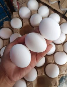 Kadaknath Chicken Egg