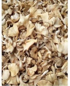 Dry Oyster Mushroom