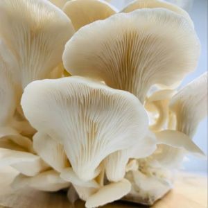 Oyster Mushroom