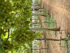 Grapes Plant