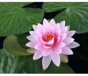 Fresh Lotus Flower