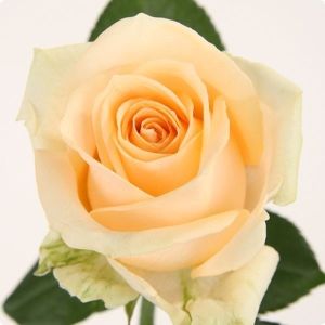 Fresh Peach Rose Flower