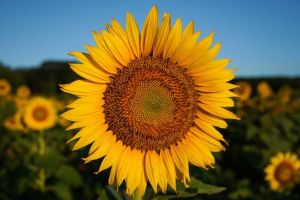 Fresh Sunflower