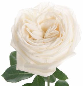 Fresh White Rose Flower