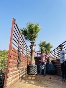 Washingtonia Palm