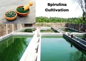 Spirulina