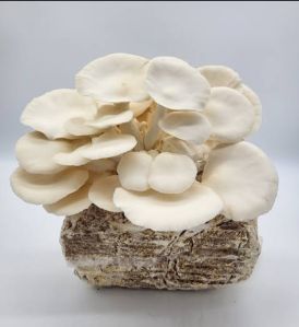 Oyester Mushroom