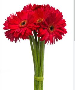 Gerbera Flower