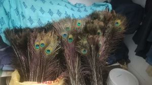 Peacock Feathers