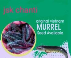 murrel fish