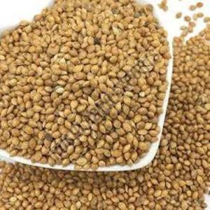 Proso Millet Seeds