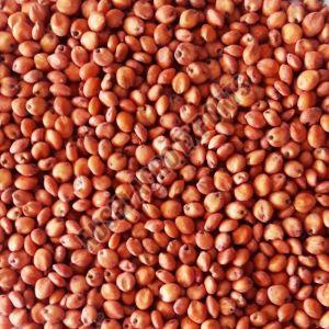 Red Sorghum Millet Seeds