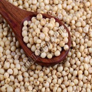 White Sorghum Millet Seeds