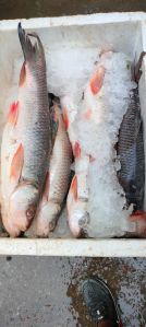 Frozen Rohu Fish