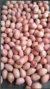 Groundnut