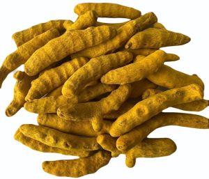 Raw Turmeric Finger