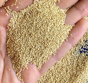 Organic Amaranth Seeds