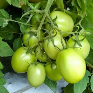 Fresh Green Tomato