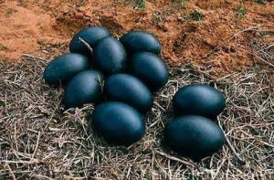 Kadaknath Chicken Egg