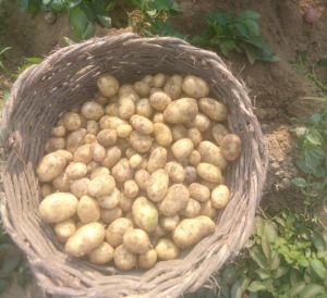 Fresh Brown Potato