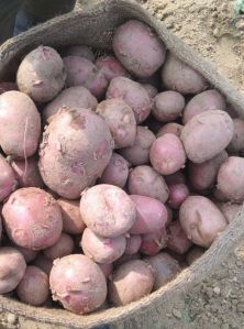 Fresh Red Potato