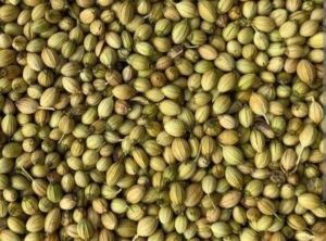 Coriander Seeds