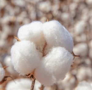 Raw Cotton