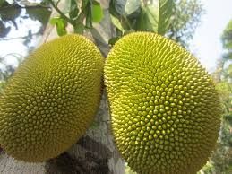 Jack Fruit