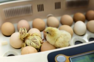 Broiler Hatching Eggs