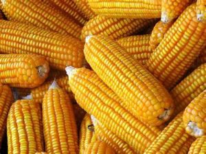 Yellow Corn