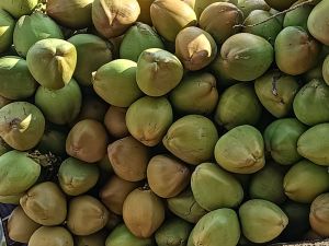 tender green coconut