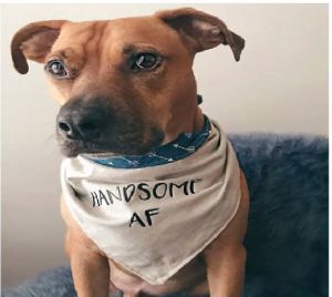 Cotton Dog Handkerchiefs