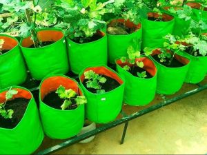 Geotextile Planting Grow Bags