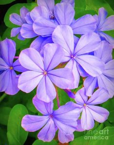 jasmine fragrance