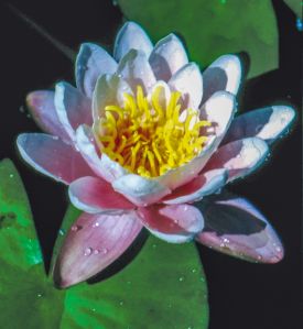 Lotus Fragrance