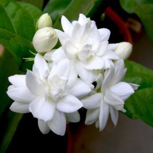 Mogra Fragrance