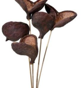 Badam Dried Flower