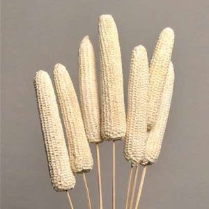 Dried Corn Cobs