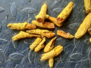 Curcuma Longa Turmeric Finger