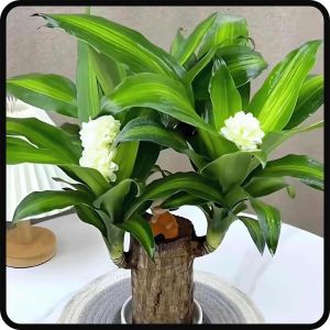 Brazilian lucky wood plant