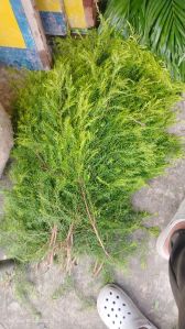 Natural Decorative Green Leaves